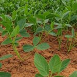 Plantação de soja resistente à seca e doenças no Brasil, identificada por gene AtJAL da Embrapa.