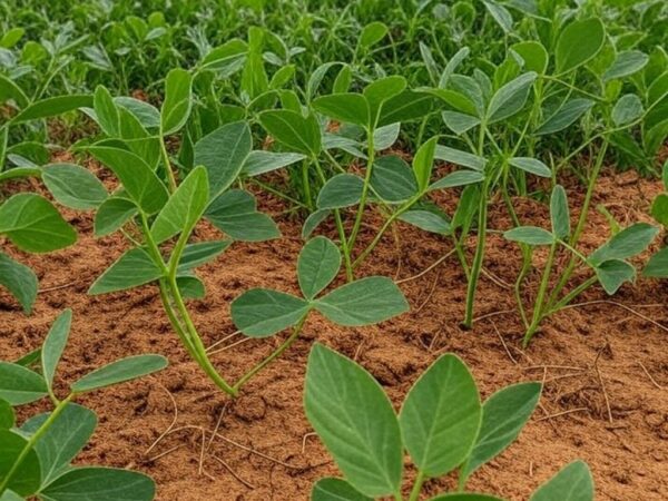 Plantação de soja resistente à seca e doenças no Brasil, identificada por gene AtJAL da Embrapa.