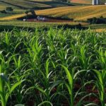 Paisagem de agricultura familiar no Brasil, com campos cultivados e elementos de comércio, representando impulso do acordo Mercosul-UE.
