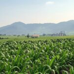 Plantação agrícola em Angola simbolizando acordo de cooperação com Embrapa do Brasil.