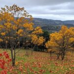 Paisagem outonal na Serra Gaúcha, Brasil, marcando o equinócio de outono em 20 de março de 2026, com folhas caindo e céu nublado.