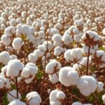 Plantação de algodão no Brasil com campos brancos e máquinas agrícolas, representando plantio acelerado e exportações recorde.