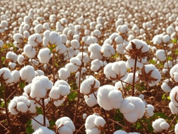 Plantação de algodão no Brasil com campos brancos e máquinas agrícolas, representando plantio acelerado e exportações recorde.