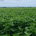 Plantação de soja no Brasil, representando mercado estagnado com preços mistos e alta na CBOT.