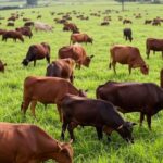 Rebanho de gado em fazenda brasileira, representando ameaça de botulismo na pecuária e vacinação como defesa.