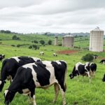 Fazenda leiteira no Brasil com vacas pastando, representando queda de 8,31% no preço do leite em novembro de 2025, segundo Cepea.