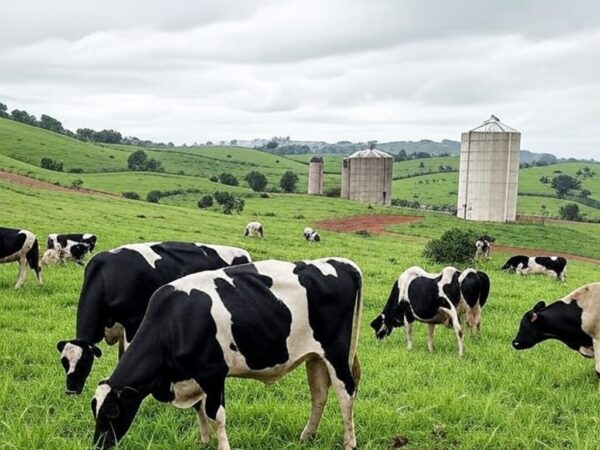 Fazenda leiteira no Brasil com vacas pastando, representando queda de 8,31% no preço do leite em novembro de 2025, segundo Cepea.