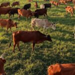 Fazenda de gado no Brasil representando exportações de produtos bovinos para mercados internacionais.