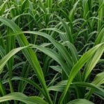 Plantação de milho no Cerrado brasileiro com espigas maduras e indícios de praga lagarta-elasmo.