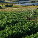 Paisagem agrícola sustentável no Brasil, com campos cultivados e painéis solares, representando cooperação com Costa Rica em sustentabilidade.