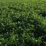 Plantação de soja no interior do Brasil, representando safra agrícola e renegociação de dívidas rurais pelo BNDES.