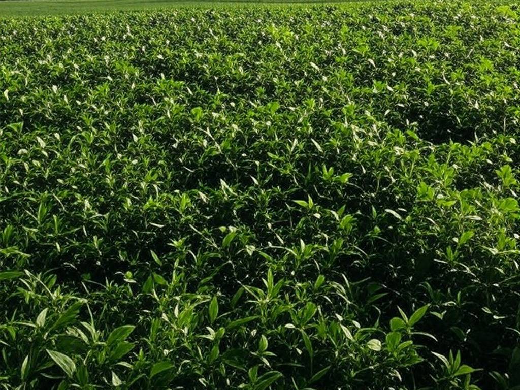 Plantação de soja no interior do Brasil, representando safra agrícola e renegociação de dívidas rurais pelo BNDES.