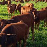 Rebanho de bois gordos em pastagem brasileira, ilustrando alta nos preços devido a oferta restrita.