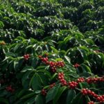Plantação de café em Guaxupé, representando o 1º Fórum de Trabalho Digno no setor cafeeiro promovido pela Cooxupé.