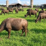 Fazenda brasileira com búfalos pastando, ilustrando expansão do mercado de leite de búfala e carnes premium.