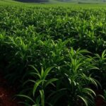 Plantação de soja no Brasil representando plano de banir agrotóxicos ultraperigosos com alternativas viáveis.