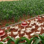 Granja avícola brasileira com plantações de milho e soja ao fundo, representando desafios no poder de compra dos avicultores.