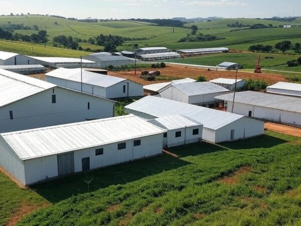 Granja avícola no interior de São Paulo, ilustrando queda no poder de compra dos avicultores em janeiro.