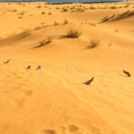 Deserto de Kubuqi transformado com coelhos pastando e parque solar na China.