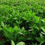 Campos de soja no Brasil se recuperando com chuvas e demanda externa, imagem realista de plantação verde e silos ao fundo.