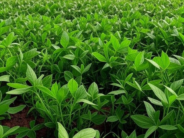 Campos de soja no Brasil se recuperando com chuvas e demanda externa, imagem realista de plantação verde e silos ao fundo.