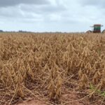 Plantação de soja seca no Brasil representando perdas agrícolas apesar de auxílios.