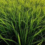 Campos de arroz no Rio Grande do Sul, com plantações verdes e colheita, simbolizando otimismo pelo acordo Mercosul-UE.