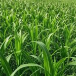 Paisagem rural brasileira com lavoura familiar, representando redução de violência no campo e impulso à agricultura.