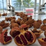 Cascas de romã processadas em laboratório da Unicamp para curativo biodegradável para feridas.