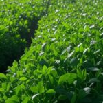 Lavoura de soja com sistemas de irrigação sustentável no agronegócio brasileiro, representando soluções TracNew.