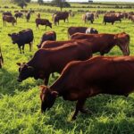 Rebanho de gado Girolando em fazenda brasileira, representando recorde de 52 mil registros genealógicos em 2023.