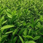 Lavoura de soja no Brasil com safra recorde e cotações em queda devido ao dólar fraco.