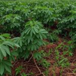 Plantação de mandioca no Paraná com raízes expostas, ilustrando queda de 3,3% nos preços ao mínimo desde 2023.