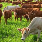 Rebanho de bois gordos em fazenda brasileira, representando alta nos preços e otimismo em exportações para China.