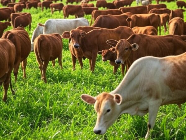 Rebanho de bois gordos em fazenda brasileira, representando alta nos preços e otimismo em exportações para China.