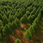 Plantação florestal no Paraná com tecnologia de silvicultura de precisão revolucionando o setor em 2026.