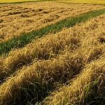 Campos de grãos na China durante colheita recorde, com máquinas agrícolas e paisagem rural.
