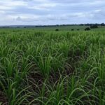 Plantação de cana-de-açúcar no Brasil sob céu nublado, representando zoneamento climático atualizado.