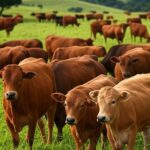 Rebanho de boi gordo em fazenda no interior de São Paulo, com indicador Cepea/B3 a R$ 230,15 em alta.