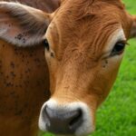 Infestação de carrapatos em gado bovino em fazenda brasileira, comprometendo a rentabilidade da pecuária.