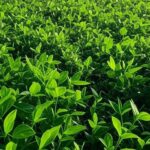 Campos de soja em Mato Grosso, representando apoio da Aprosoja MT à fiscalização do TCU contra abusos no crédito rural.