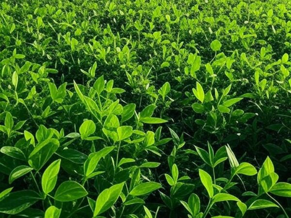 Campos de soja em Mato Grosso, representando apoio da Aprosoja MT à fiscalização do TCU contra abusos no crédito rural.