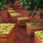 Plantação de mamão formosa no Sul da Bahia com frutos maduros e caixas empilhadas, ilustrando queda de 51% nos preços em janeiro de 2026.