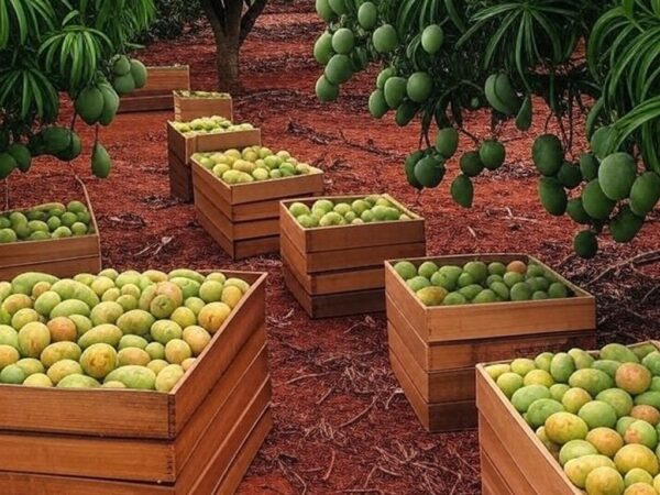 Plantação de mamão formosa no Sul da Bahia com frutos maduros e caixas empilhadas, ilustrando queda de 51% nos preços em janeiro de 2026.