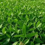 Campos de soja no Brasil, destacando safra recorde de 2024 priorizada por importações chinesas.