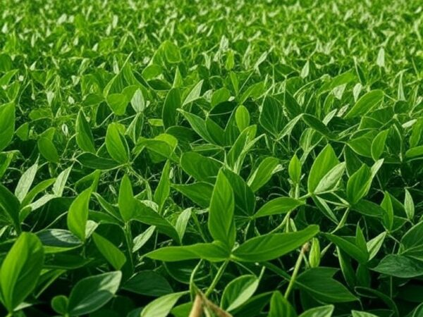 Campos de soja no Brasil, destacando safra recorde de 2024 priorizada por importações chinesas.