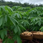 Plantação de mandioca no Amapá, com tucupi contra vassoura-de-bruxa, pesquisa da Embrapa premiada.