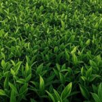 Campos de soja no Brasil com silos de armazenamento ao fundo, alertando sobre perdas em 2026.