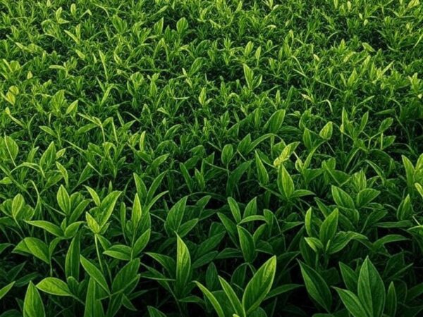 Campos de soja no Brasil com silos de armazenamento ao fundo, alertando sobre perdas em 2026.