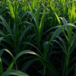 Lavoura de milho no Brasil afetada pela cigarrinha-do-milho, monitorada por novo observatório.